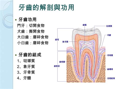 牙齒的功能|牙齒解剖